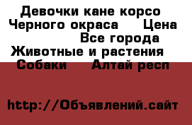 Девочки кане корсо. Черного окраса.  › Цена ­ 65 000 - Все города Животные и растения » Собаки   . Алтай респ.